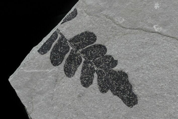 Pennsylvanian Fern (Neuropteris) Fossil - Kinney Quarry, NM #80454